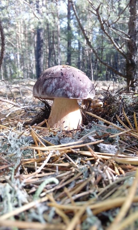 Pulemets Pulemchanka מראה חיצוני תמונה